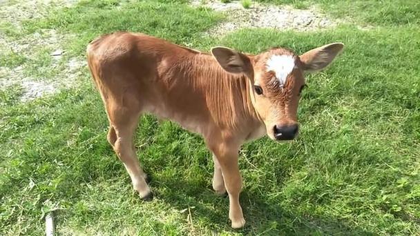 为什么小牛会叫？小牛叫声背后的原因是什么？