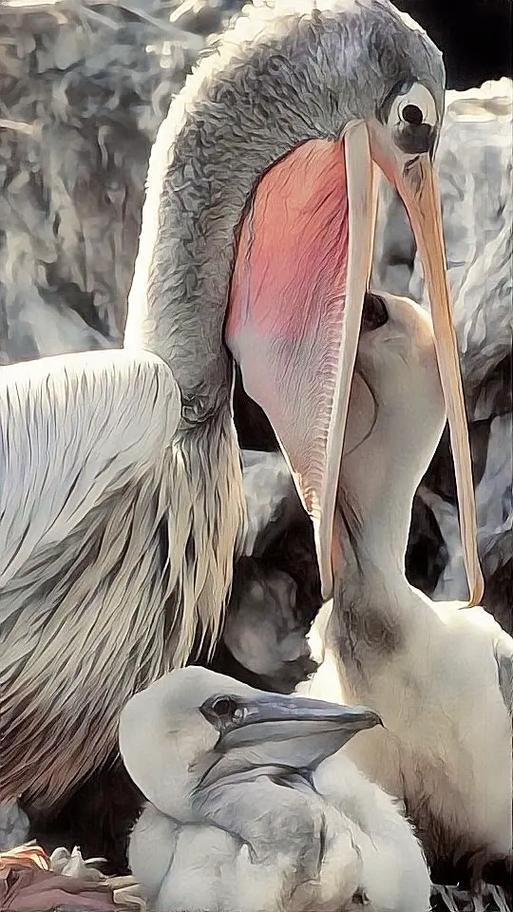 不会读“鹈鹕”？tí hú发音及详细解释