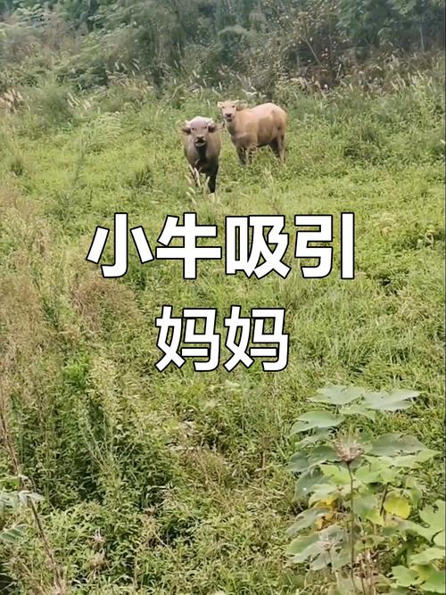 为什么小牛会叫？小牛叫声背后的原因是什么？
