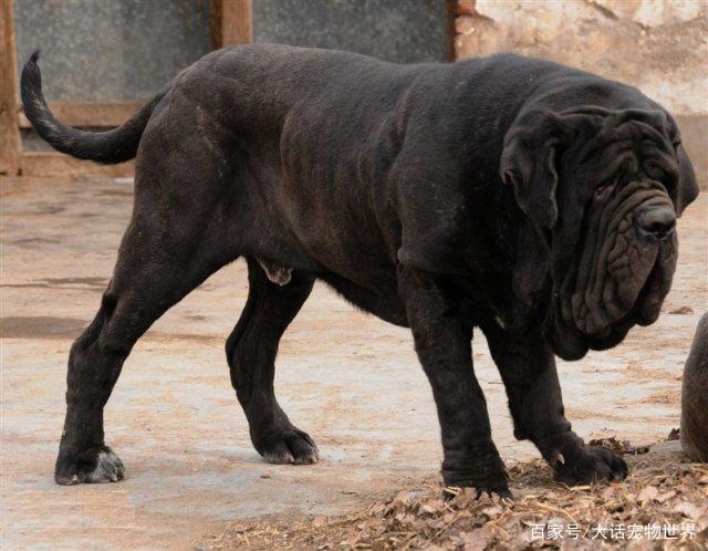 加纳利犬真的那么凶猛吗？真相大揭秘！