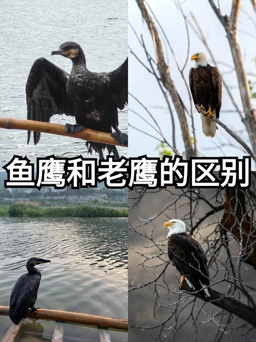 你知道老鹰有多大吗？带你了解老鹰的体型差异