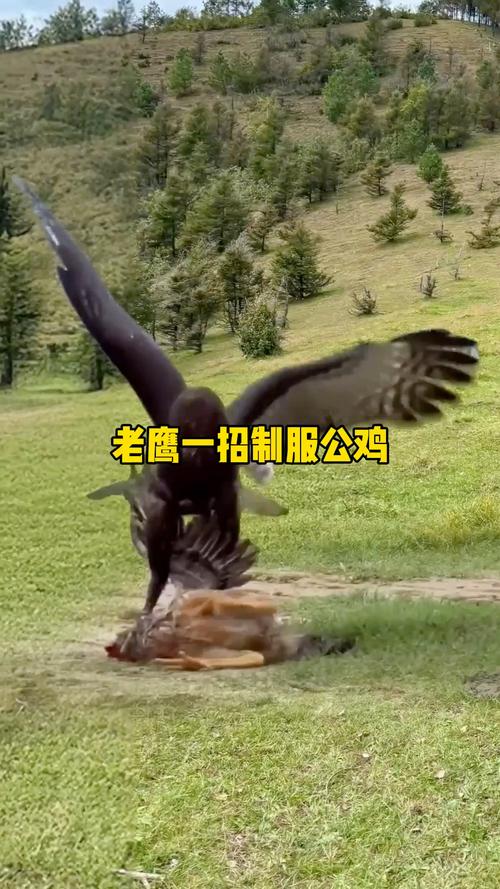 你知道老鹰有多大吗？带你了解老鹰的体型差异