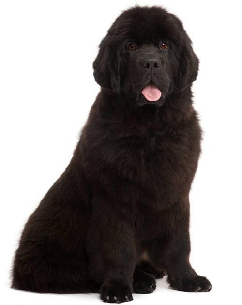 想养纽芬兰犬？先看看中国各地禁养规定！