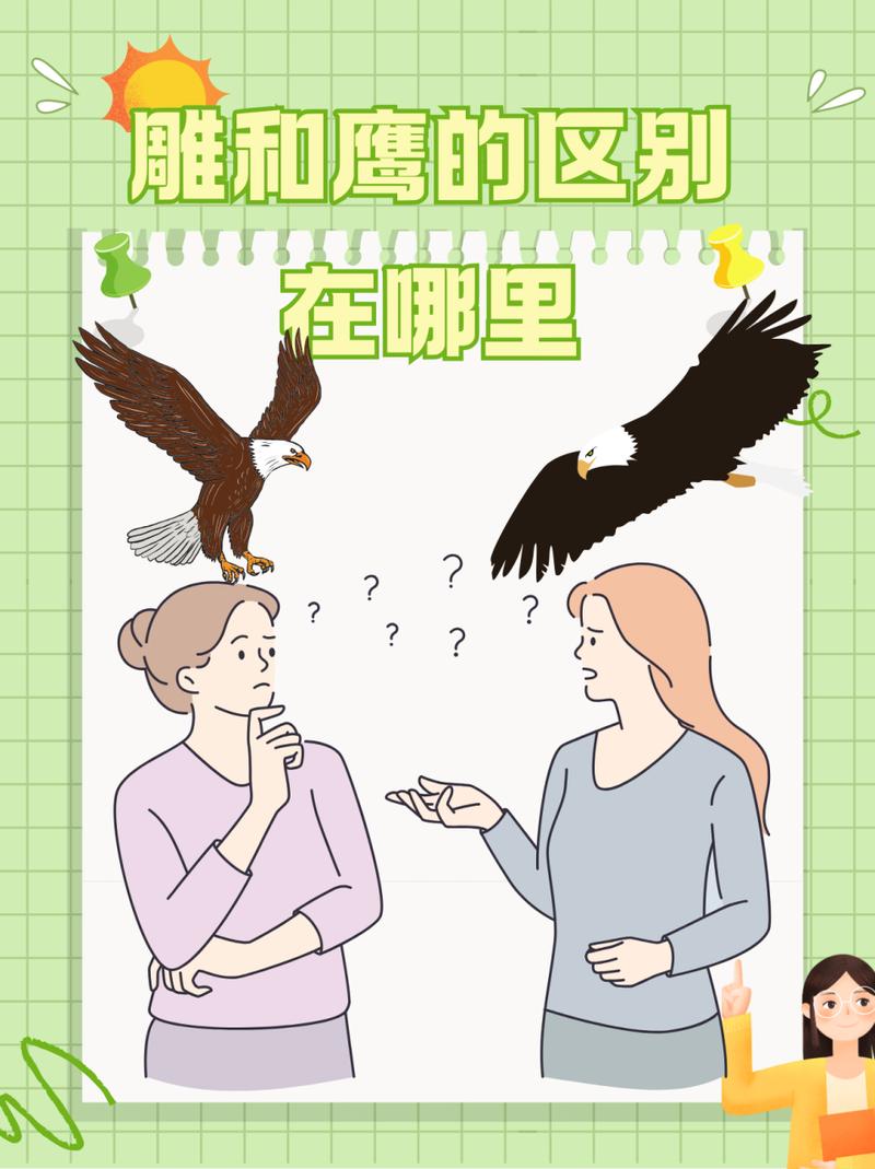 你知道老鹰有多大吗？带你了解老鹰的体型差异