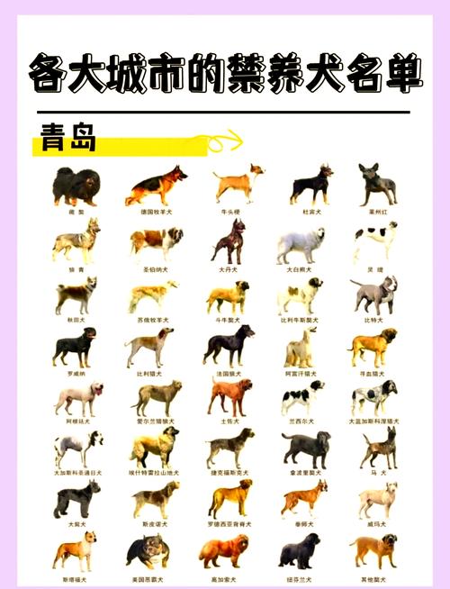 想养纽芬兰犬？先看看中国各地禁养规定！