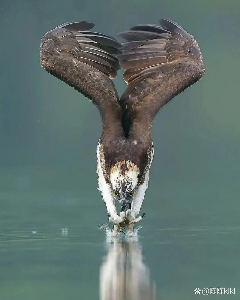 老鹰会吃人吗？揭秘老鹰的捕食习惯