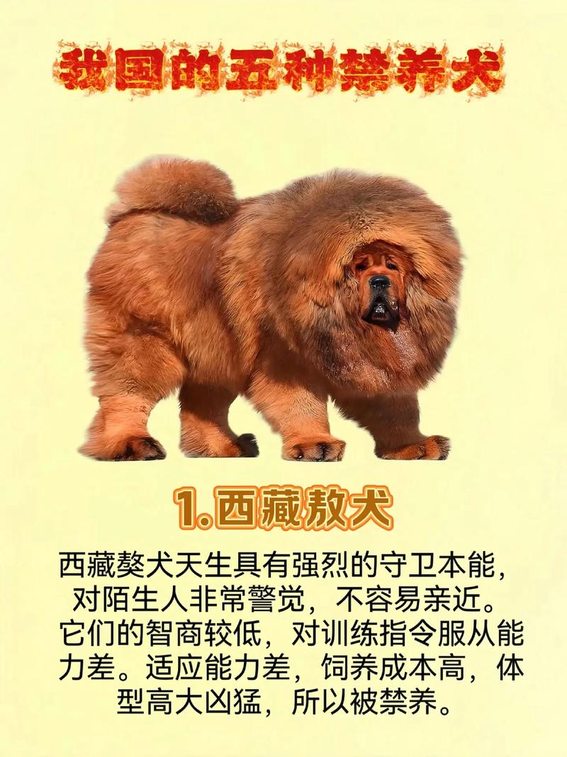 想养纽芬兰犬？先看看中国各地禁养规定！