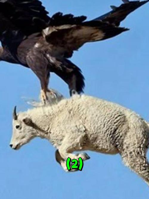 老鹰会吃人吗？揭秘老鹰的捕食习惯