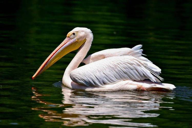 想知道鹈鹕怎么读拼音吗?tí hú带你了解鹈鹕