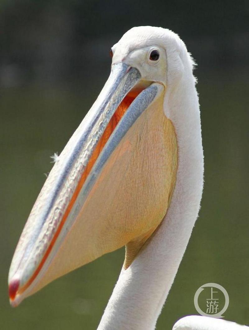 想知道鹈鹕怎么读拼音吗?tí hú带你了解鹈鹕