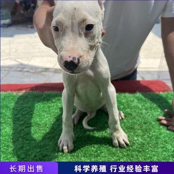 阿根廷杜高犬多少钱一只？价格影响因素详解