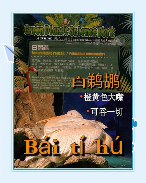 “鹈鹕”拼音怎么读？tí hú读音及详细解释