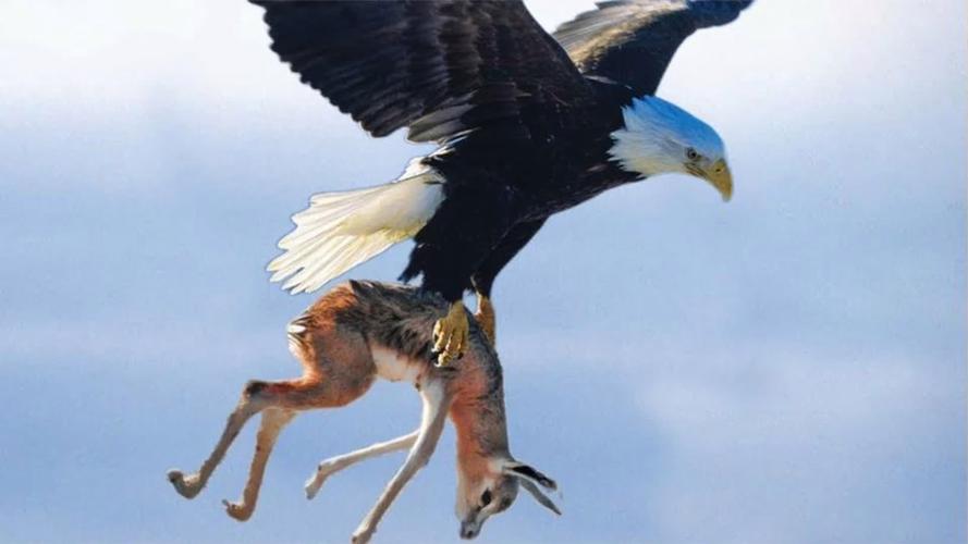 老鹰会吃人吗？揭秘老鹰的捕食习惯