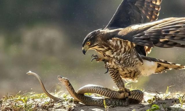 老鹰会吃人吗？揭秘老鹰的捕食习惯