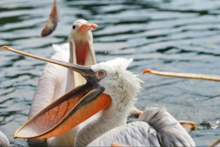 想知道鹈鹕怎么读拼音吗?tí hú带你了解鹈鹕