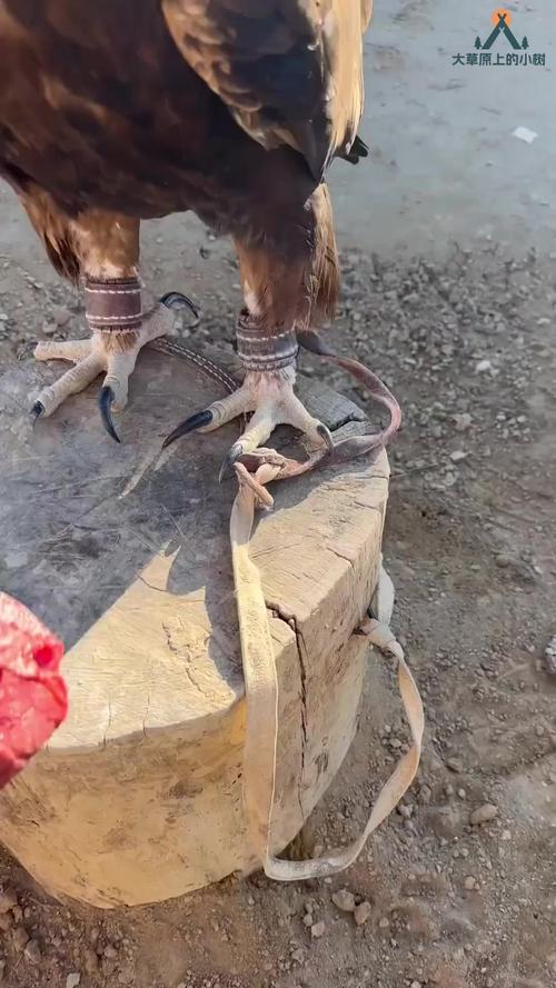 老鹰会吃人吗？揭秘老鹰的捕食习惯