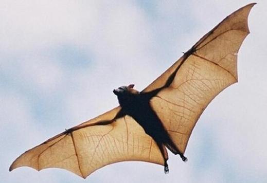 伊巴卡几把多大？关于他的那些未解之谜