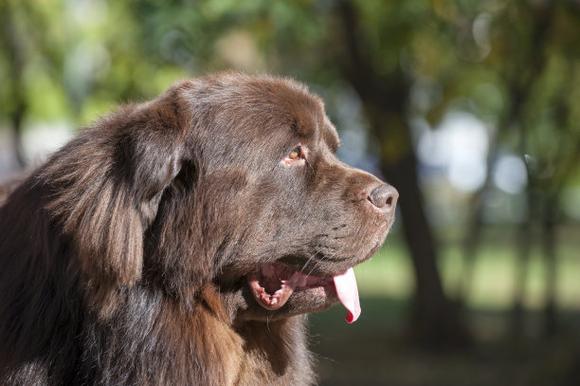想养纽芬兰犬？先看看中国各地禁养规定！