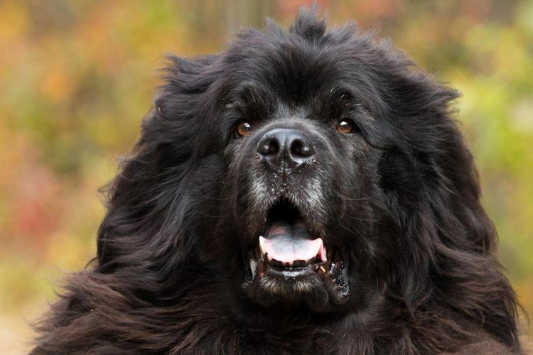 想养纽芬兰犬？先看看中国各地禁养规定！