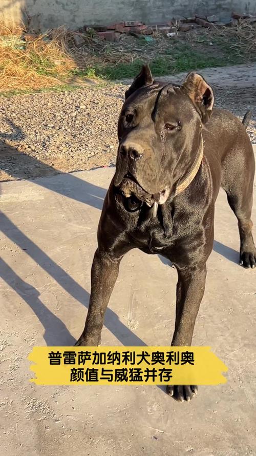 加纳利犬真的那么凶猛吗？真相大揭秘！
