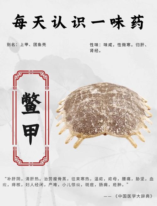 阿甲究竟指什么？揭秘阿甲的多种含义和用法