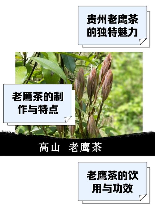 不知道老鹰茶是什么茶？这篇科普文章带你全面了解老鹰茶