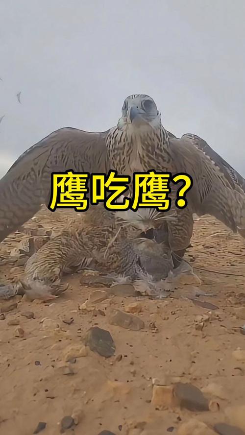 老鹰会吃人吗？揭秘老鹰的捕食习惯