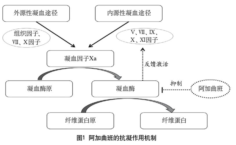 阿加曲班治疗要持续多久？用药时间及注意事项