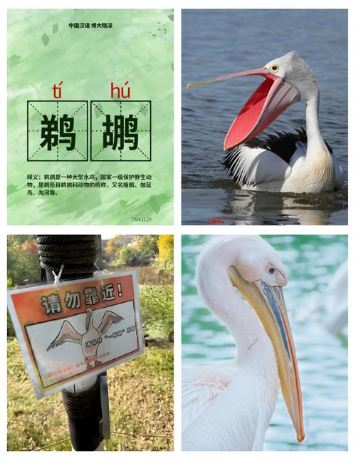 “鹈鹕”拼音怎么读？tí hú读音及详细解释