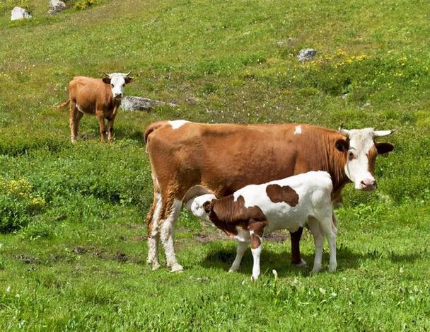 为什么小牛会叫？小牛叫声背后的原因是什么？