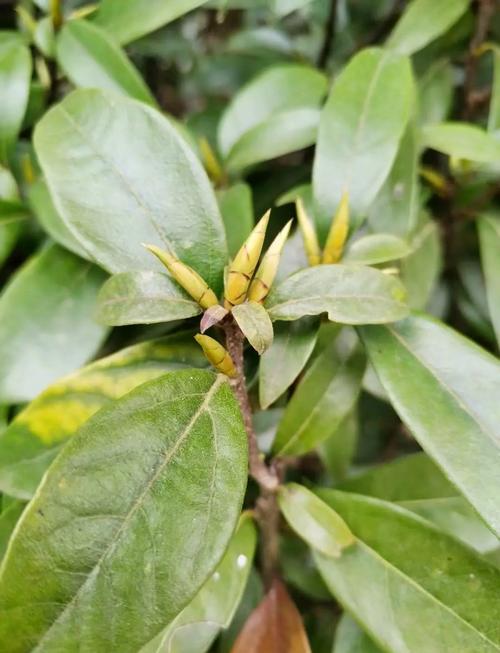 不知道老鹰茶是什么茶？这篇科普文章带你全面了解老鹰茶
