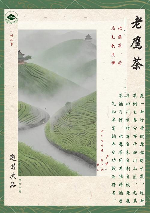 不知道老鹰茶是什么茶？这篇科普文章带你全面了解老鹰茶