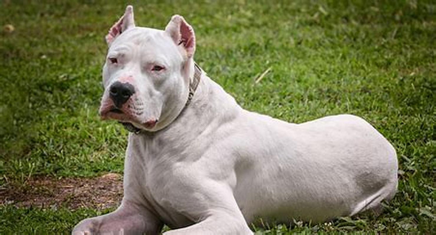 阿根廷杜高犬多少钱一只？价格影响因素详解