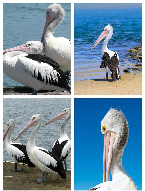 想知道鹈鹕怎么读拼音吗?tí hú带你了解鹈鹕