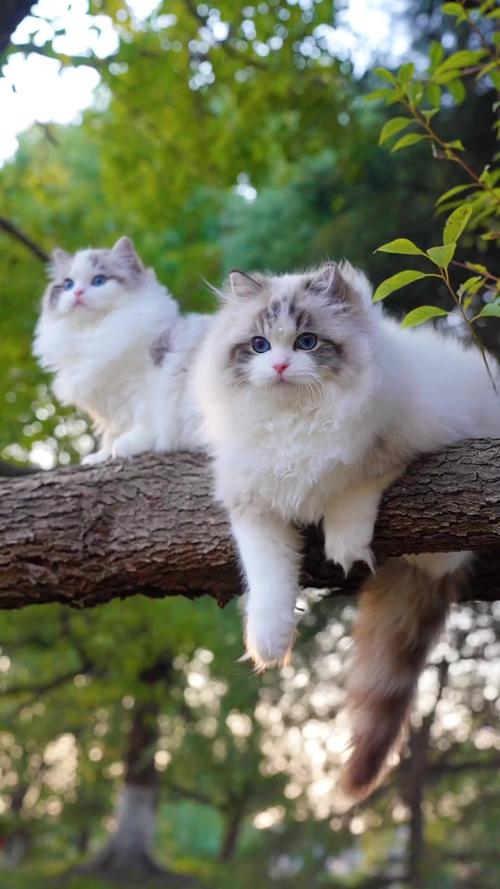 山猫是什么猫？带你认识这种神秘的森林精灵