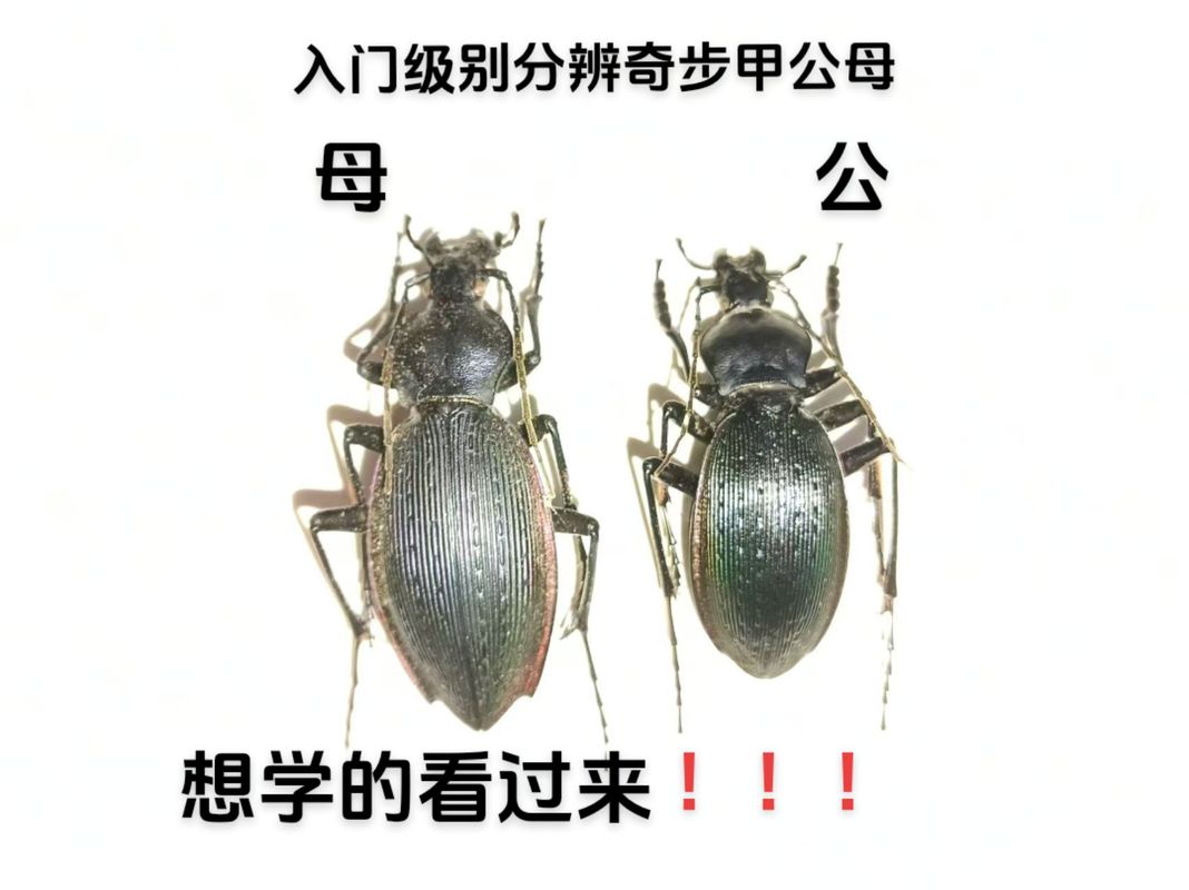 阿甲究竟指什么？揭秘阿甲的多种含义和用法