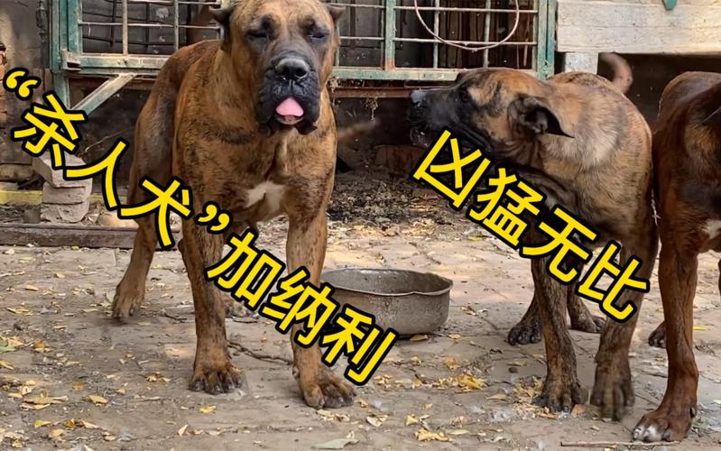 加纳利犬真的那么凶猛吗？真相大揭秘！