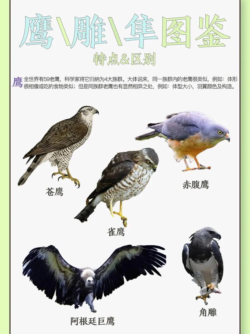 你知道老鹰有多大吗？带你了解老鹰的体型差异