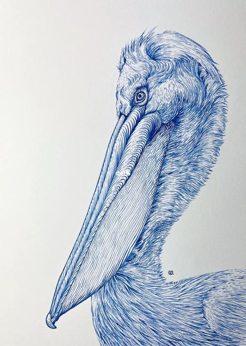 不会读“鹈鹕”？tí hú发音及详细解释