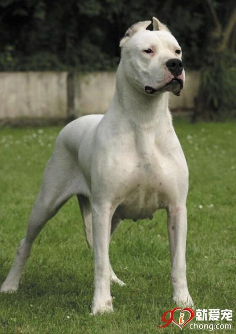 阿根廷杜高犬多少钱一只？价格影响因素详解