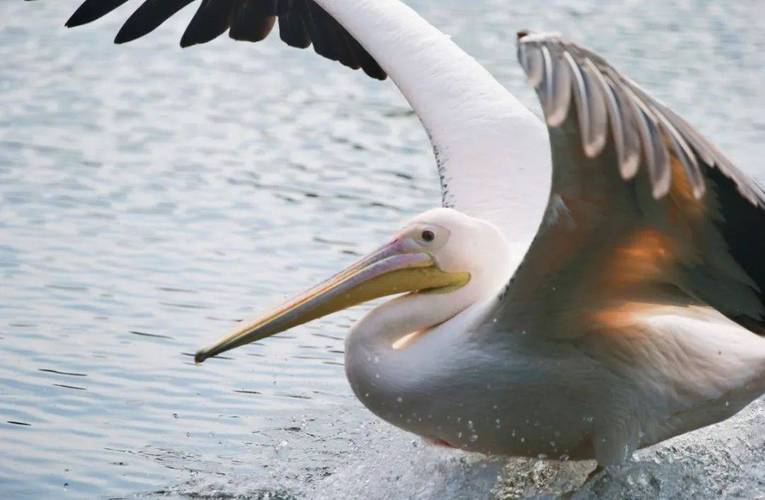 不会读“鹈鹕”？tí hú发音及详细解释