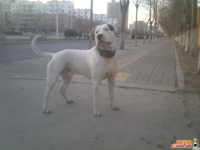 阿根廷杜高犬多少钱一只？价格影响因素详解