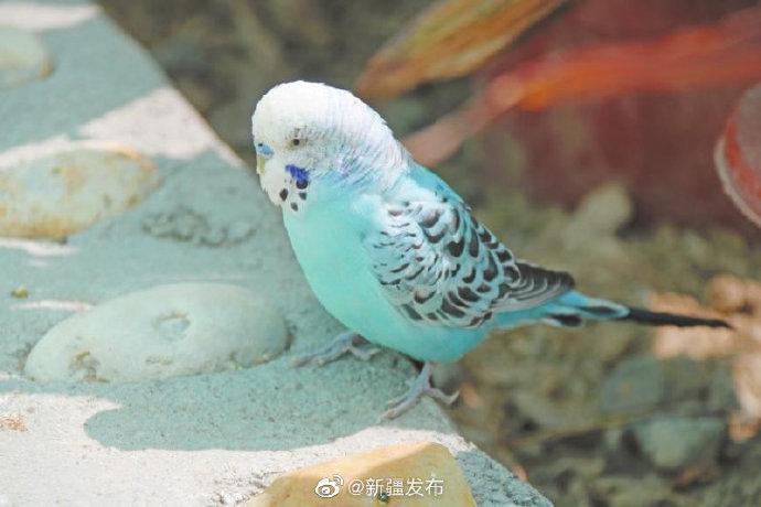 德文布克鸟的体型有多大？关于德文布克鸟的大小全知道