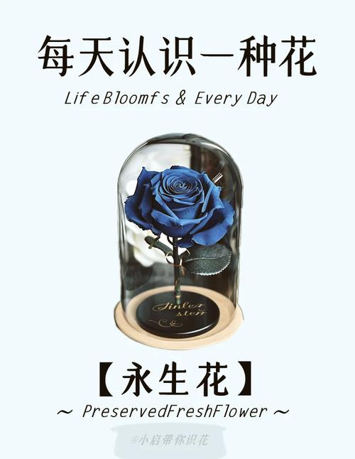 永生花是什么花？它和普通鲜花有什么区别？