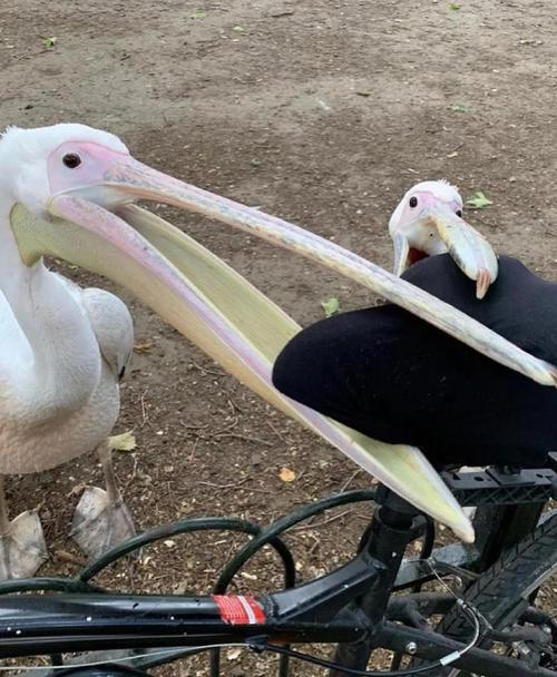 不会读“鹈鹕”？tí hú发音及详细解释