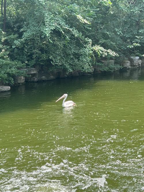 “鹈鹕”拼音怎么读？tí hú读音及详细解释
