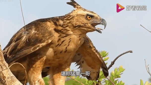 老鹰会吃人吗？揭秘老鹰的捕食习惯