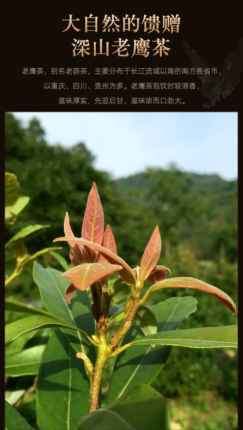 不知道老鹰茶是什么茶？这篇科普文章带你全面了解老鹰茶