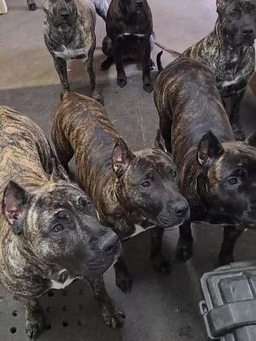加纳利犬真的那么凶猛吗？真相大揭秘！