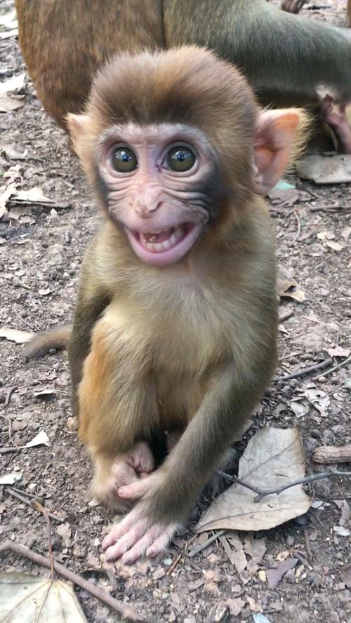 猴子偷手机后疯狂自拍